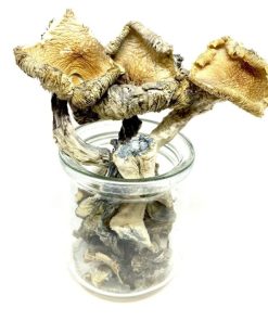 Mungus – Blue Meanie Magic Mushroom