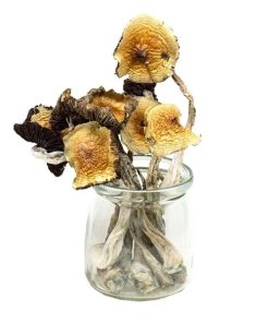 Mungus – Golden Emperor Magic Mushrooms