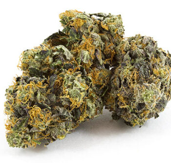 Black Domina Indica